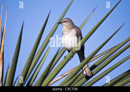 Nördlicher Mockingbird, Mimus polyglottos, auf einer Ranch in Südtexas. Stockfoto