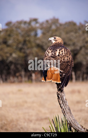 Rot - angebundener Falke, Buteo Jamaicensis am Block Creek Natural Area, eine Koalition der Erhaltung orientierte Viehzüchter in Zentral-Texas. Stockfoto