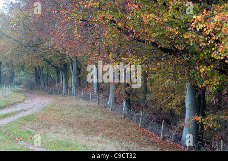 30 Jahre alten Wald umgeben von anti-Kaninchen-Fechten, Norfolk, UK, November Stockfoto