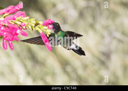 Turmalin Sunangel Kolibri, Heliangelus exortis, in der Guango Lodge in Ecuador. Stockfoto