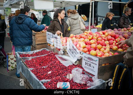 Erbstück Preiselbeeren in der Union Square Greenmarket in New York zu verkaufen Stockfoto