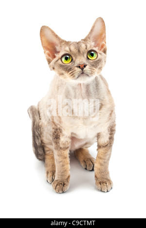 Katze Devon Rex auf weißem Hintergrund Stockfoto