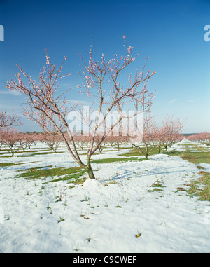 Pfirsich-Obstgarten im Schnee, Georgia. Stockfoto