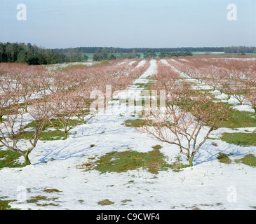 Pfirsich-Obstgarten im Schnee, Georgia. Stockfoto