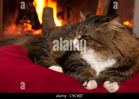 Weihnachtszeit - Katze vor dem Kamin entspannen. Stockfoto