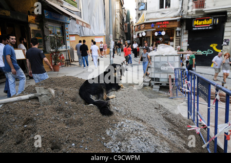 Ein Mischling Hund ruht in einem Haufen von Zement in einer Bauzone im Stadtteil Beyoglu, Istanbul, Türkei. Stockfoto