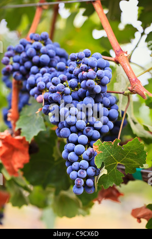 Lila Trauben, Merlot Sorte, am Weinstock, Okanagan Valley, Osoyoos, Britisch-Kolumbien, Kanada wachsen. Stockfoto