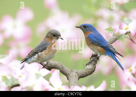 Östlichen Bluebirds männlich und weiblich in Blüte Hartriegel Baum hocken Stockfoto