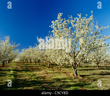 Bartlett Birnen in voller Blüte. Stockfoto