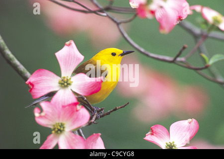 Prothonotary Warbler hocken in Blüte Hartriegel Baum Stockfoto