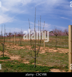 Asiatische Birnen (Pyrus Serotina). Stockfoto