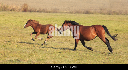 Stute und ihr Fohlen in einem Herbst Feld frei laufen. (Die Rasse ist "Rumänischen Licht Heavy-Weight"). Stockfoto