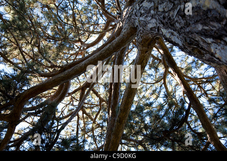 Pinus Nigra in Kew Gardens - London Stockfoto