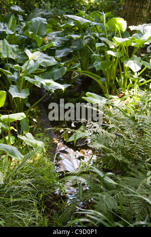 Arum Lilien und üppiger Vegetation rund um Wasserspiel in Kew Gardens Stockfoto