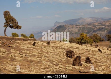 Gelada Pavian, Simien Berge, Äthiopien Stockfoto