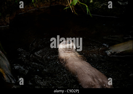 North American River Otter auch bekannt als kanadischer Fischotter an der schottischen Sea Life Centre, Oban, Argyll, Schottland. Stockfoto