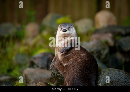 North American River Otter auch bekannt als kanadischer Fischotter an der schottischen Sea Life Centre, Oban, Argyll, Schottland. Stockfoto