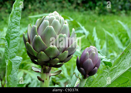 Artischocken, wächst im Garten (Cynara Scolymus). Stockfoto