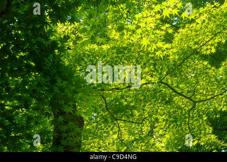 Honshu, Japan, Tokyo, Harajuku, Meiji-Jingu Schrein, grüne Ahornbaum Blätter. Stockfoto