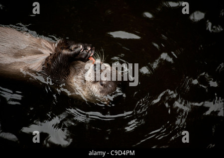 North American River Otter auch bekannt als kanadischer Fischotter an der schottischen Sea Life Centre, Oban, Argyll, Schottland. Stockfoto