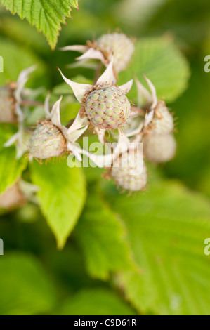 Unripe raspberries Stockfoto