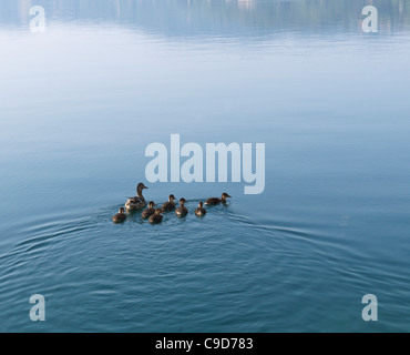 Italien, Piemont, Lago d ' Orta, Mutter Ente und Entchen schwimmen in ruhigem Wasser Stockfoto