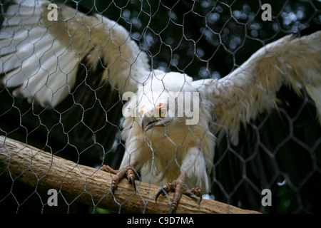 Gypohierax Angolensis, Palm-Nuss Geier / Vulturine Fish Eagle. Ein Käfig weiße Geier auf einem Ast mit ausgebreiteten Flügeln. Stockfoto