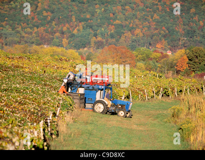 Ernte der Trauben mit Chisholm Ryder - Region der Finger Lakes. Stockfoto