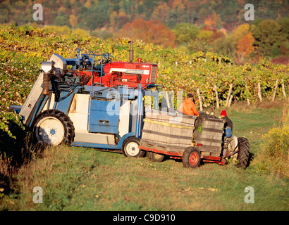 Ernte der Trauben mit Chisholm Ryder - Region der Finger Lakes. Stockfoto