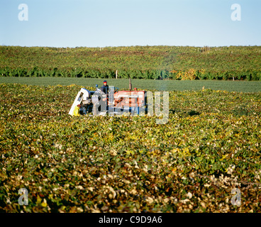 Ernte der Trauben mit Chisholm, Ryder-Finger Lakes region Stockfoto