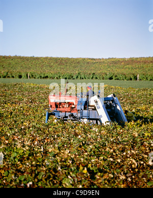 Ernte der Trauben mit Chisholm Ryder - Region der Finger Lakes. Stockfoto