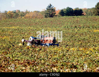 Ernte der Trauben mit Chisholm Ryder - Region der Finger Lakes. Stockfoto