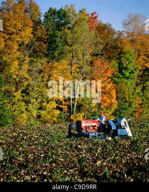 Ernte der Trauben mit Chisholm Ryder - Region der Finger Lakes. Stockfoto