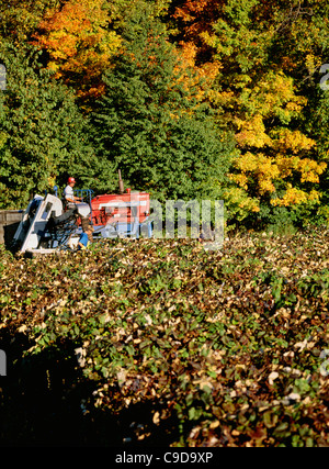 Ernte der Trauben mit Chisholm Ryder - Region der Finger Lakes. Stockfoto