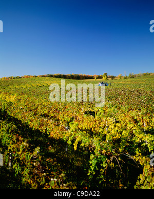 Ernte der Trauben mit Chisholm Ryder - Region der Finger Lakes. Stockfoto