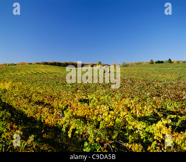 Ernte der Trauben mit Chisholm Ryder - Region der Finger Lakes. Stockfoto