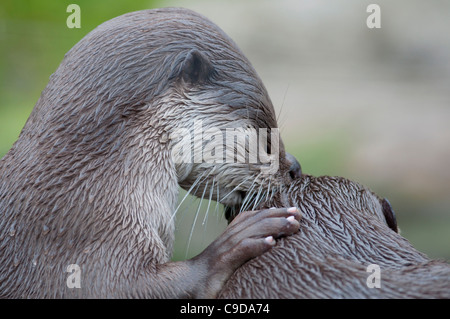 Glatt beschichtet Grooming Fischotter (Lutrogale Perspicillata) Stockfoto