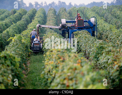 Ernte der Trauben mit Chisholm Ryder - Region der Finger Lakes. Stockfoto