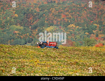 Ernte der Trauben mit Chisholm Ryder - Region der Finger Lakes. Stockfoto