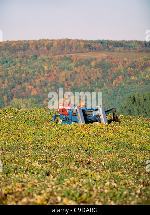 Ernte der Trauben mit Chisholm Ryder - Region der Finger Lakes. Stockfoto