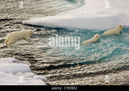 Junge Polar Bear Cub (Ursus Maritimus) springen ins Meer von schwimmenden Treibeis, nachdem es zwei Geschwister, Freemansundet (zwischen Barentsøya und Edgeøya), Spitzbergen, Norwegen ist Stockfoto