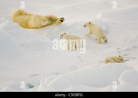 Weiblicher Eisbär (Ursus Maritimus) mit drei jungen Jungen auf schwimmenden Treibeis wälzen im Schnee nach dem Schwimmen, Freemansundet (zwischen Barentsøya und Edgeøya), Spitzbergen, Norwegen Stockfoto