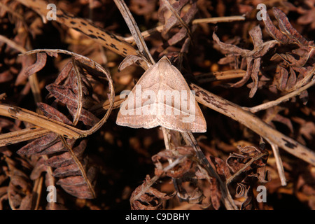 Braun Silber-Linie Motte (Petrophora Chlorosata: Geometridae) auf Toten Adlerfarn auf Moorland, UK. Stockfoto