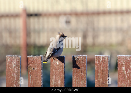 Nahaufnahme von der Seidenschwanz sitzt auf einem Zaun im Herbst Garten Stockfoto