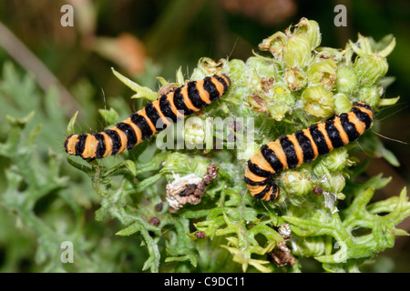 Zinnober Motte (Tyria Jacobaeae: Arctiidae), Larven ernähren sich von Kreuzkraut, UK. Stockfoto