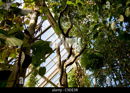 In gemäßigten Haus Gewächshaus in Kew Gardens in London Stockfoto