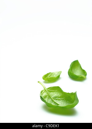 Basilikum-Blätter
