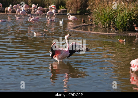 Anden Flamingo im Wasser Stockfoto