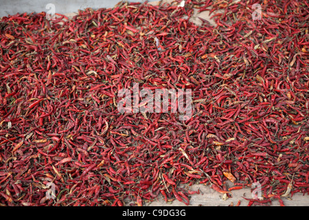 Rote Chilis trocknen in der Sonne außerhalb der Residenz, French Quarter, Shanghai, China, Asien Stockfoto