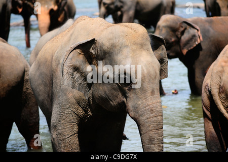 Elefanten in Pinnawela Elephant Orphanage in Sri Lanka Stockfoto